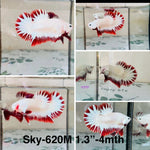 Live Male Betta Red Snow Dragon Plakat (Sky-620) High quality what you see what you get!!