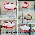 Live Male Betta Red Snow Dragon Plakat (Sky-620) High quality what you see what you get!!