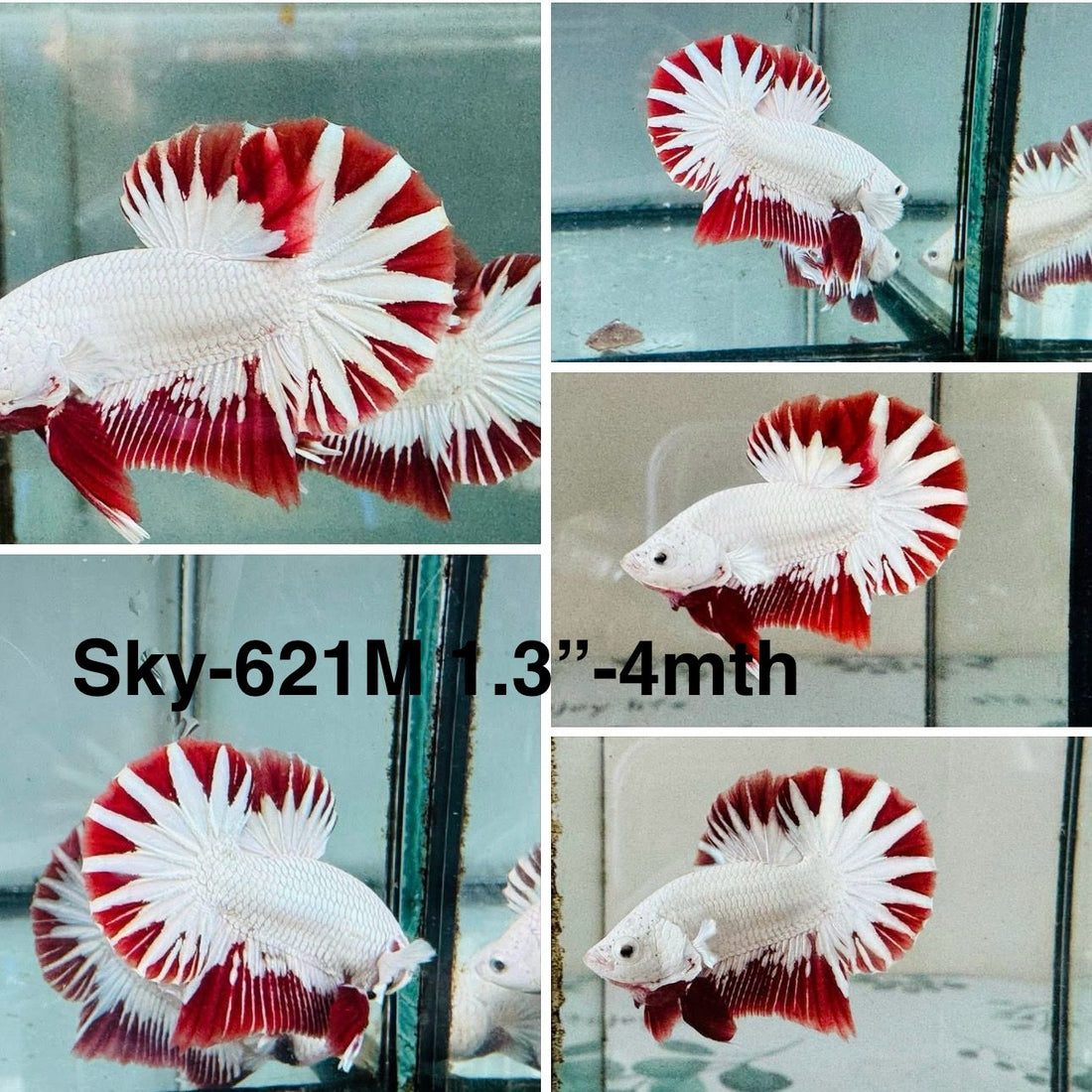 Live Male Betta Red Snow Dragon Plakat (Sky-621) High quality what you see what you get!!