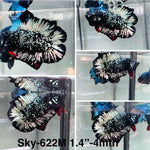 Live Male Betta Black Copper Galaxy Doubletail Plakat (Sky-622) High quality what you see what you get!!