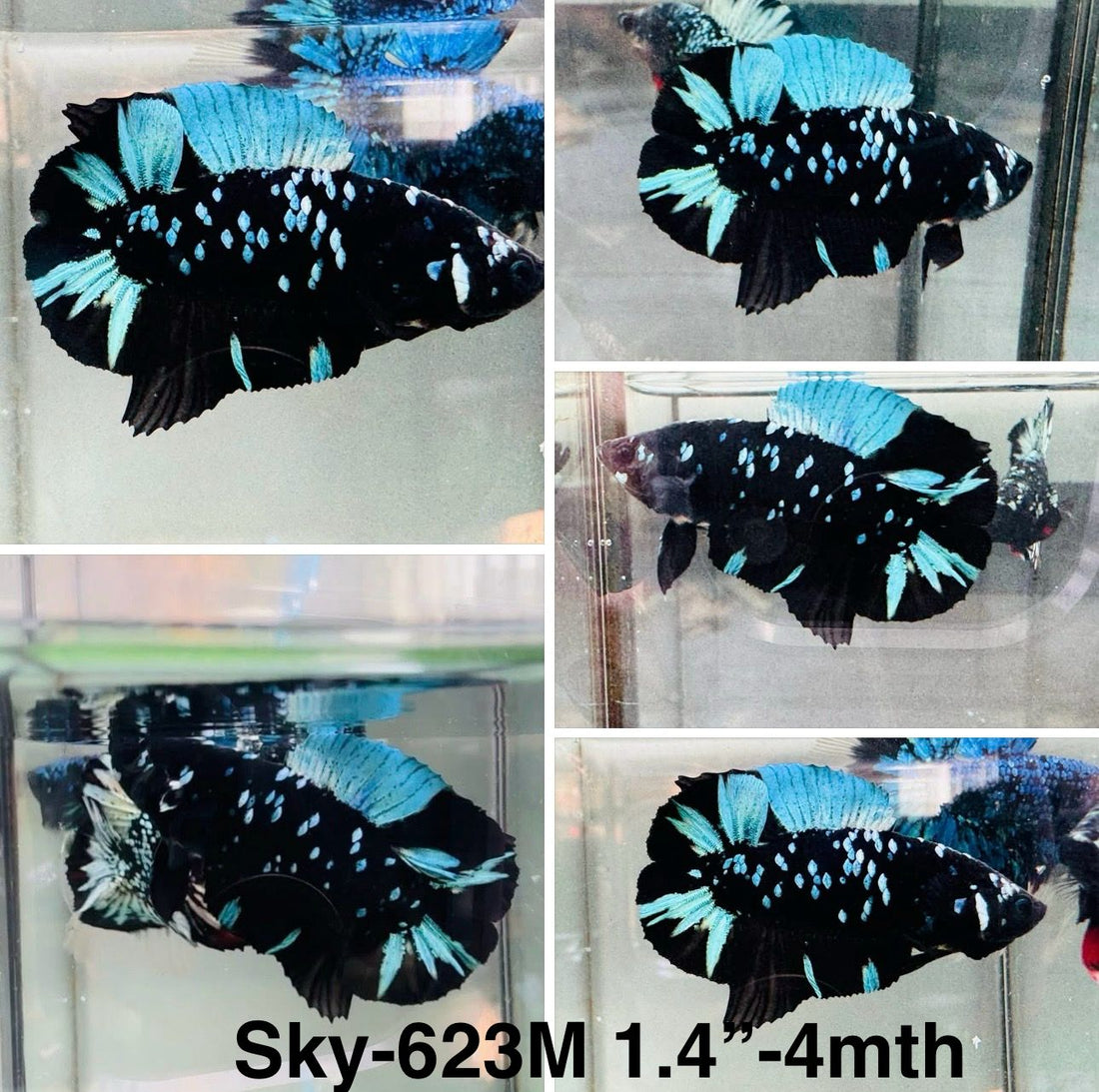 Live Male Betta Blue Black Galaxy Avatar Doubletail Plakat (Sky-623) High quality what you see what you get!!