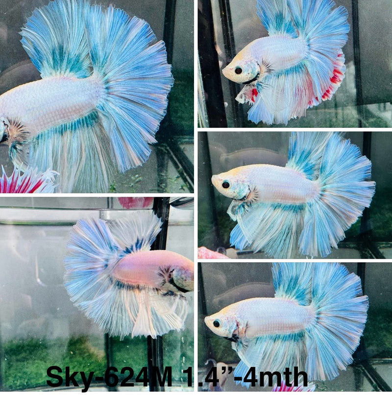 Live Male Betta Fancy Green Light Pastel colors Halfmoon (Sky-624)S170 High quality what you see what you get!!