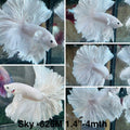 Live Male Betta Super White Solid color Over Halfmoon (Sky-626) High quality what you see what you get!!