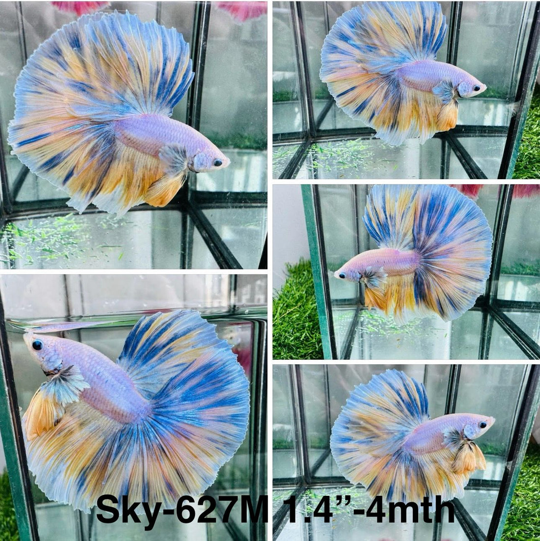 Live Male Betta Fancy Yellow Blue Grizzle Over Halfmoon (Sky-627) High quality what you see what you get!!
