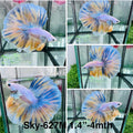 Live Male Betta Fancy Yellow Blue Grizzle Over Halfmoon (Sky-627) High quality what you see what you get!!
