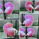 Live Male Betta Fancy Pink Lavender Sweet colors Halfmoon (Sky-628) High quality what you see what you get!!