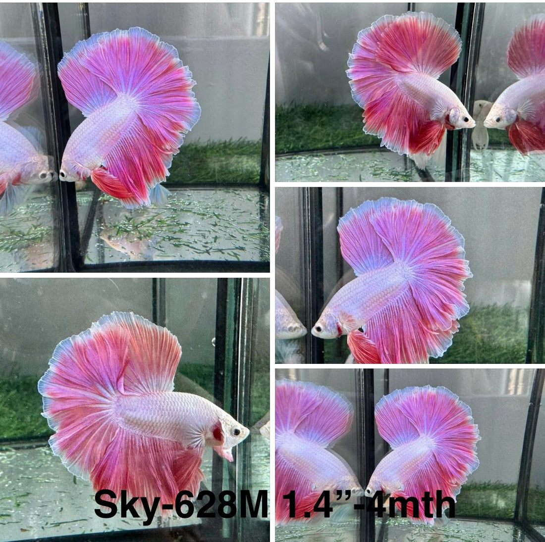 Live Male Betta Fancy Pink Lavender Sweet colors Halfmoon (Sky-628) High quality what you see what you get!!