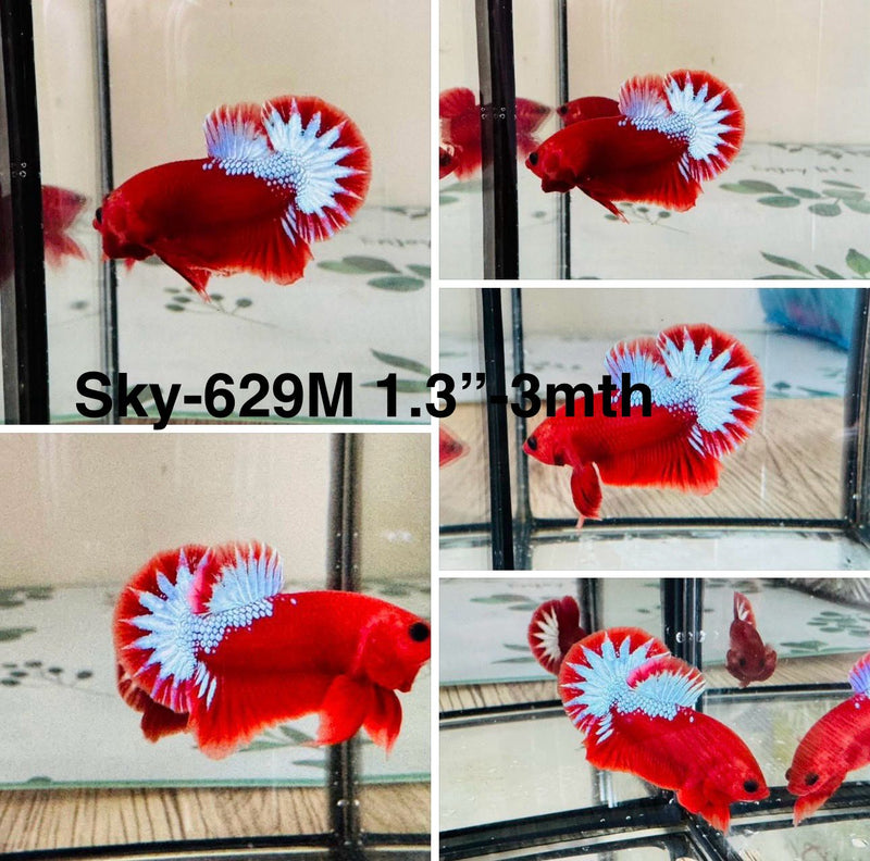Live Male Betta Red Hellboy Startail Plakat (Sky-629) High quality what you see what you get!!
