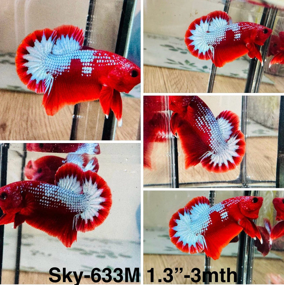 Live Male Betta Red Hellboy Startail Plakat (Sky-633) High quality what you see what you get!!
