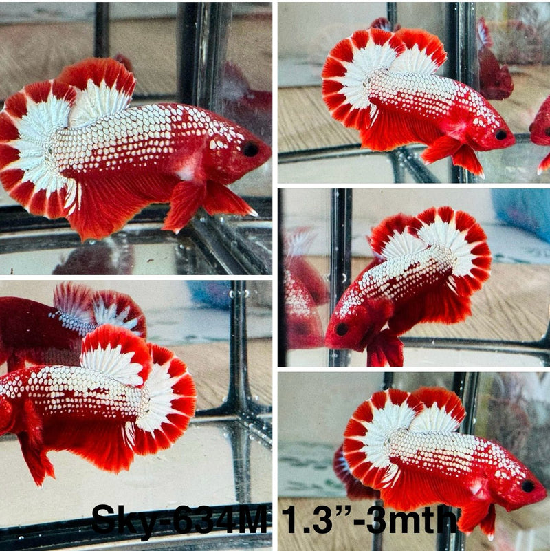 Live Male Betta Red Hellboy Startail Plakat (Sky-634)S172 High quality what you see what you get!!