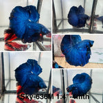 Live Male Betta Fancy Royal Blue Dark Colors Halfmoon (Sky-636) High quality what you see what you get!!