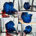 Live Male Betta Fancy Royal Blue Dark Colors Halfmoon (Sky-636) High quality what you see what you get!!