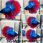 Live Male Betta Fancy Red Blue Scale Dark Colors Halfmoon (Sky-637) High quality what you see what you get!!