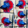 Live Male Betta Fancy Red Blue Scale Dark Colors Halfmoon (Sky-637) High quality what you see what you get!!