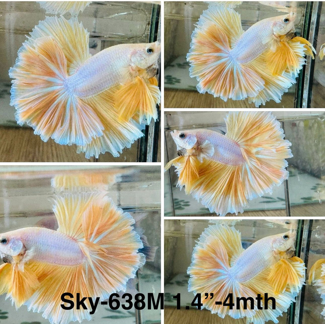 Live Male Betta Fancy Yellow Light colors Over Halfmoon (Sky-638) High quality what you see what you get!!
