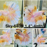 Live Male Betta Fancy Yellow Light Colors Halfmoon (Sky-640)S179 High quality what you see what you get!!