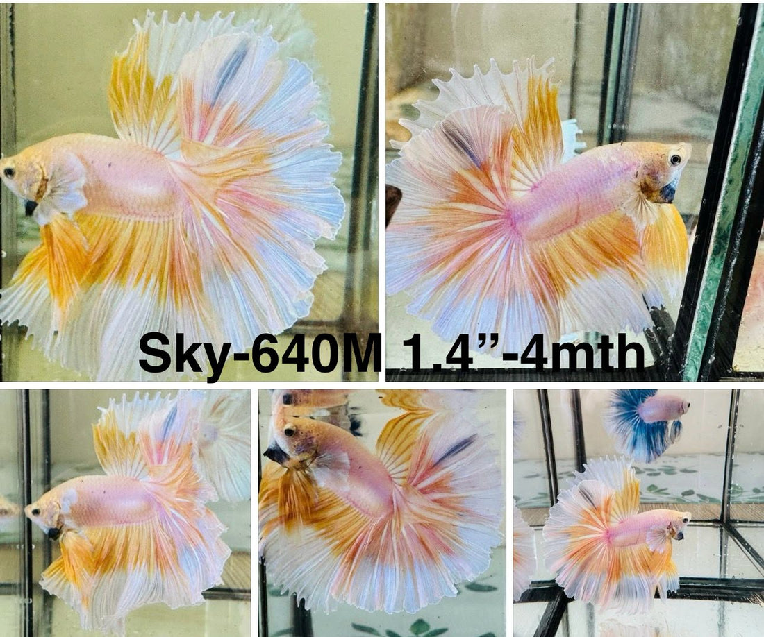 Live Male Betta Fancy Yellow Light Colors Halfmoon (Sky-640)S179 High quality what you see what you get!!