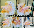 Live Male Betta Fancy Yellow Light Colors Halfmoon (Sky-640)S179 High quality what you see what you get!!