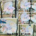 Live Male Betta Fancy Light pastel colors Over Halfmoon (Sky-642) High quality what you see what you get!!