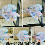 Live Male Betta Fancy Yellow Blue Grizzle Halfmoon Rosetail (Sky-643) High quality what you see what you get!!