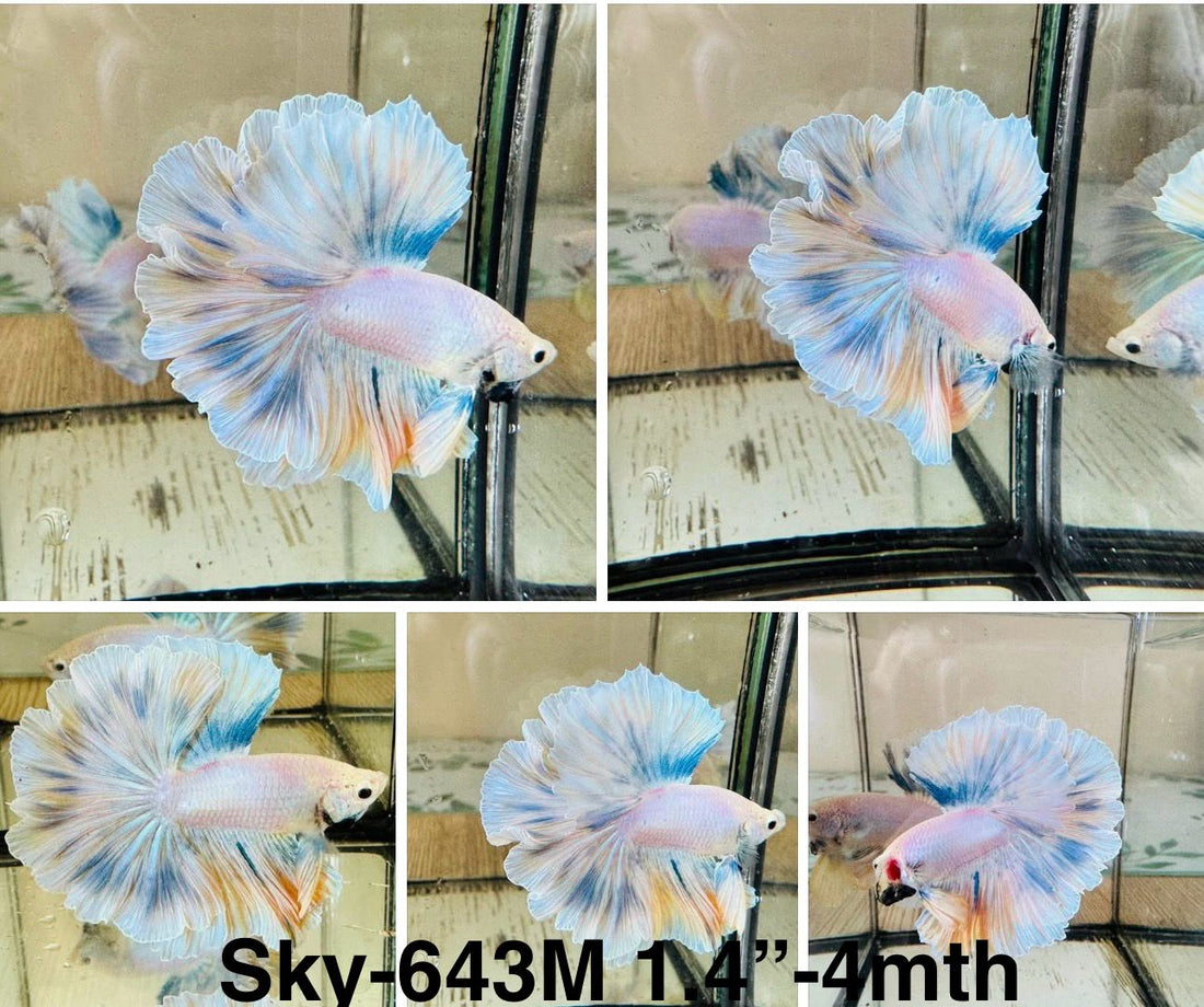 Live Male Betta Fancy Yellow Blue Grizzle Halfmoon Rosetail (Sky-643) High quality what you see what you get!!