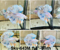 Live Male Betta Fancy Yellow Blue Grizzle Halfmoon Rosetail (Sky-643) High quality what you see what you get!!