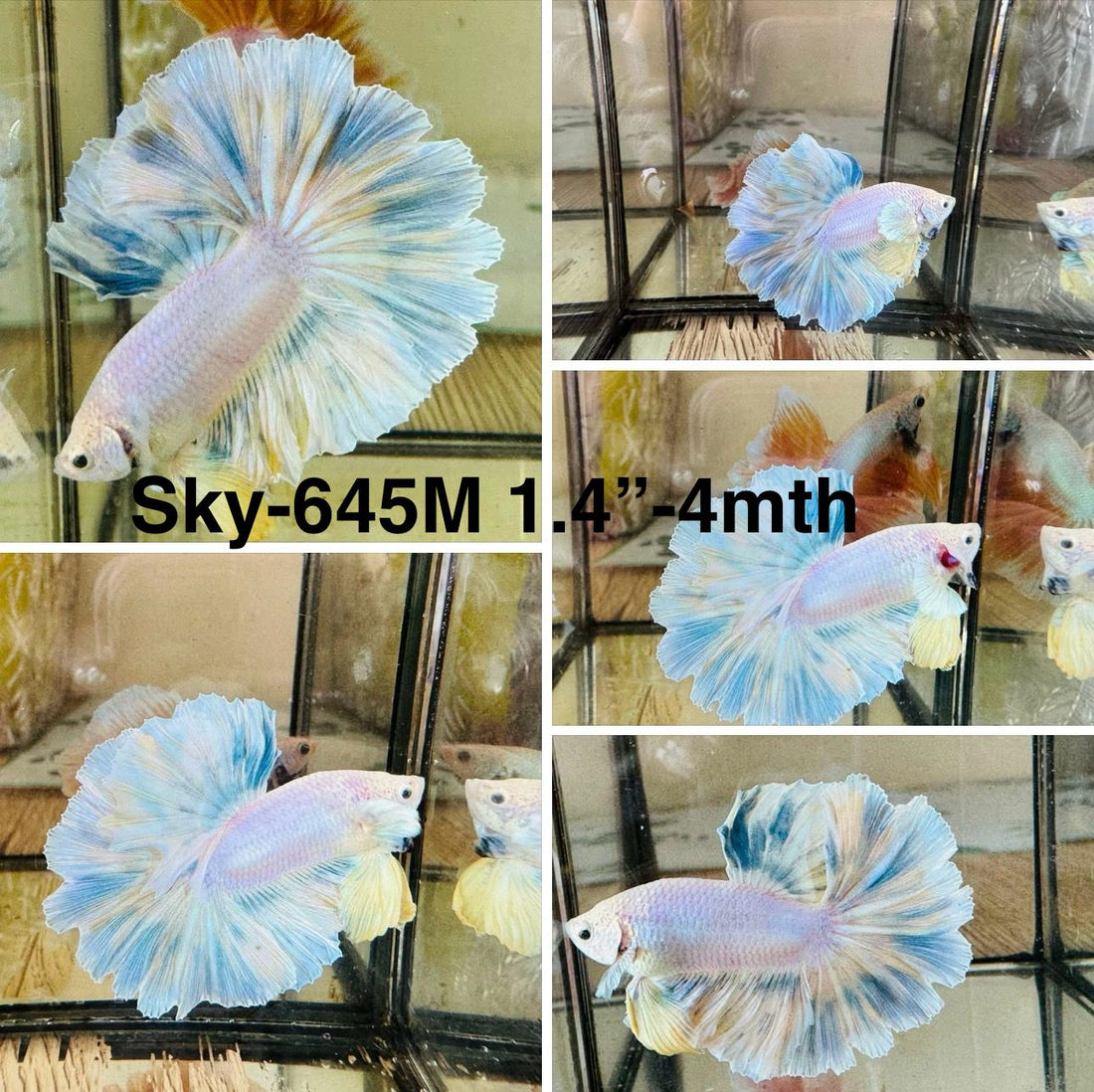 Live Male Betta Fancy Grizzle Halfmoon Rosetail (Sky-645) High quality what you see what you get!!