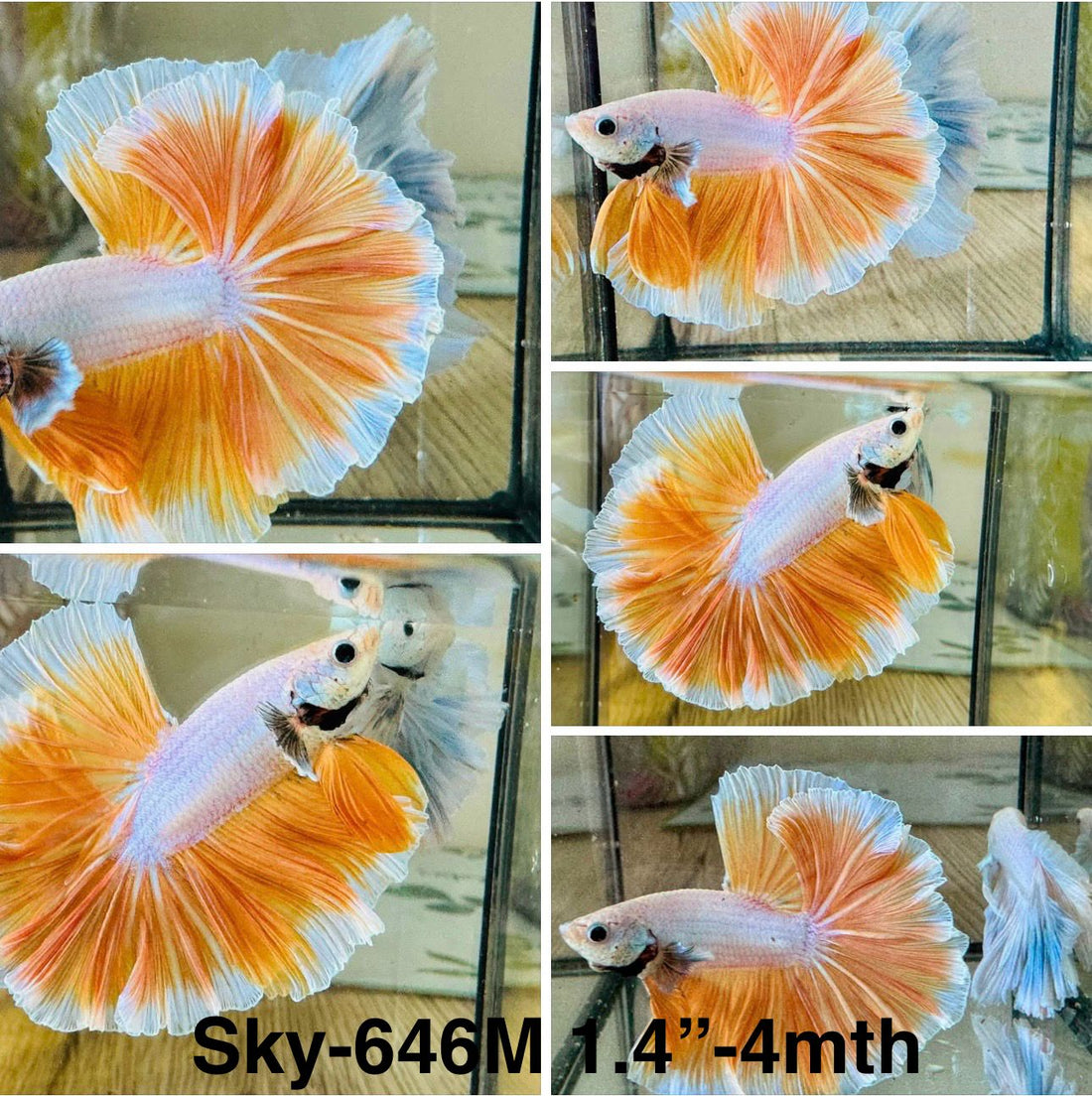 Live Male Betta Fancy Yellow Light Colors Over Halfmoon (Sky-646) High quality what you see what you get!!