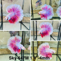 Live Male Betta Purple Pink Salamander Halfmoon (Sky-647) High quality what you see what you get!!