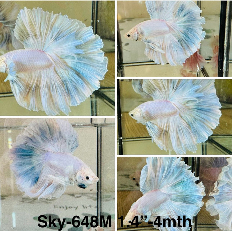 Live Male Betta Fancy Blue Grizzle Halfmoon (Sky-648)S184 High quality what you see what you get!!