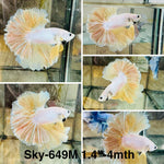 Live Male Betta Fancy Yellow Gold Light Colors Halfmoon Rosetail (Sky-649) High quality what you see what you get!!
