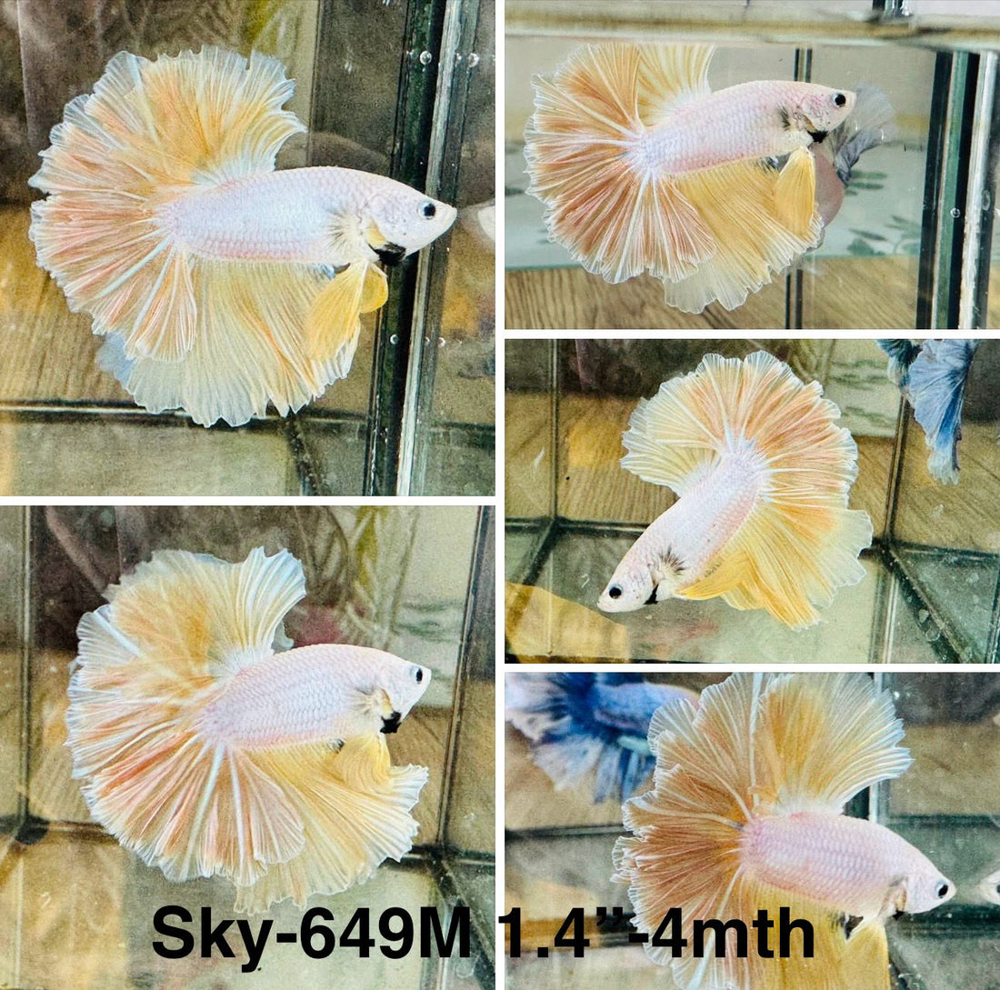 Live Male Betta Fancy Yellow Gold Light Colors Halfmoon Rosetail (Sky-649) High quality what you see what you get!!
