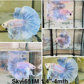 Live Male Betta Fancy Blue Grizzle Halfmoon (Sky-651) High quality what you see what you get!!