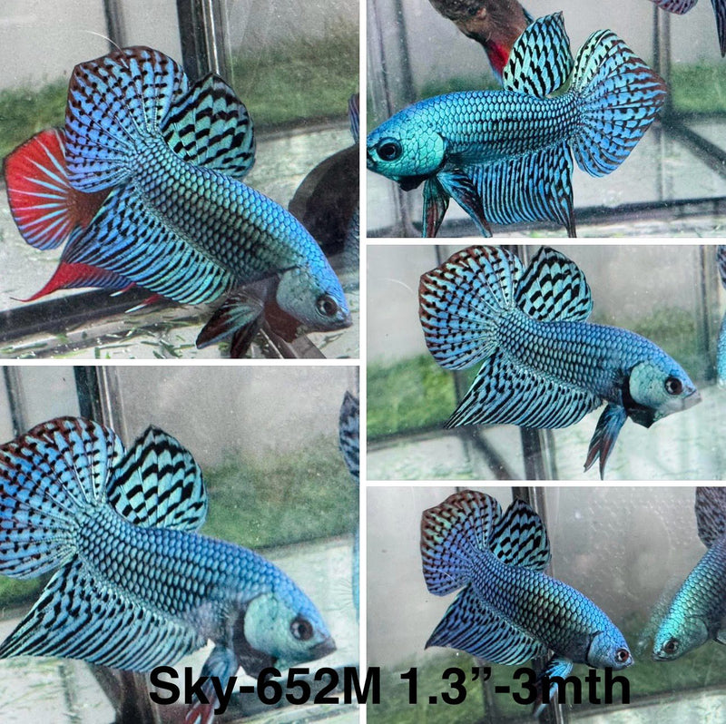 Live Male Betta Green Turquoise Alien Wild Plakat (Sky-652)S250 High quality what you see what you get!!