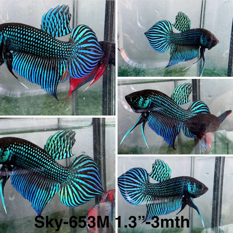 Live Male Betta Green Mahachai Wild Plakat (Sky-653)S042 High quality what you see what you get!!