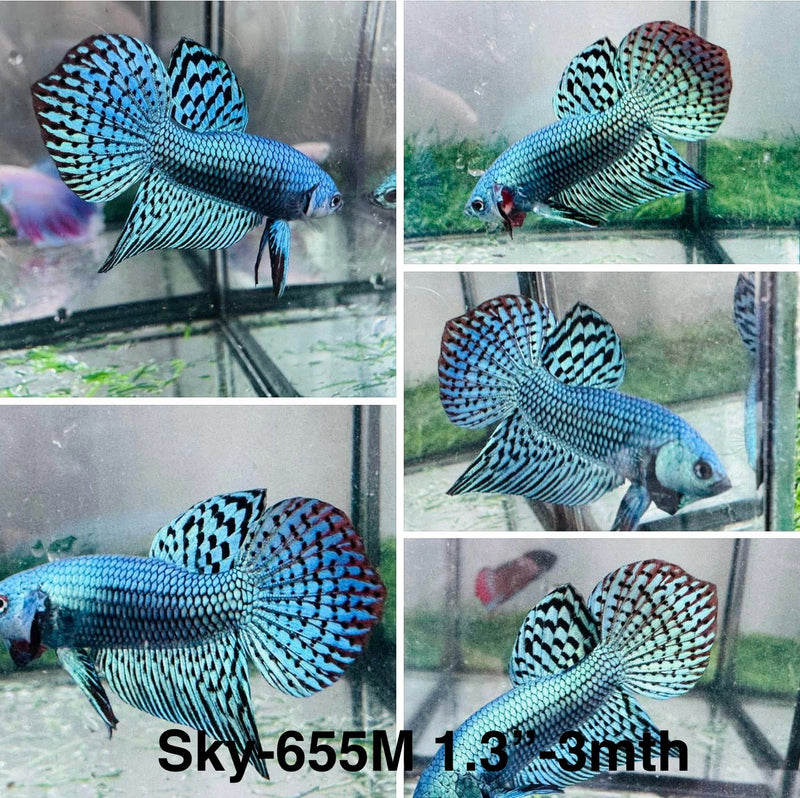Live Male Betta Green Turquoise Alien Wild Plakat (Sky-655)S247 High quality what you see what you get!!