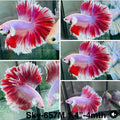 Live Male Betta Fancy Red Purple Sweet Colors Halfmoon (Sky-657) High quality what you see what you get!!
