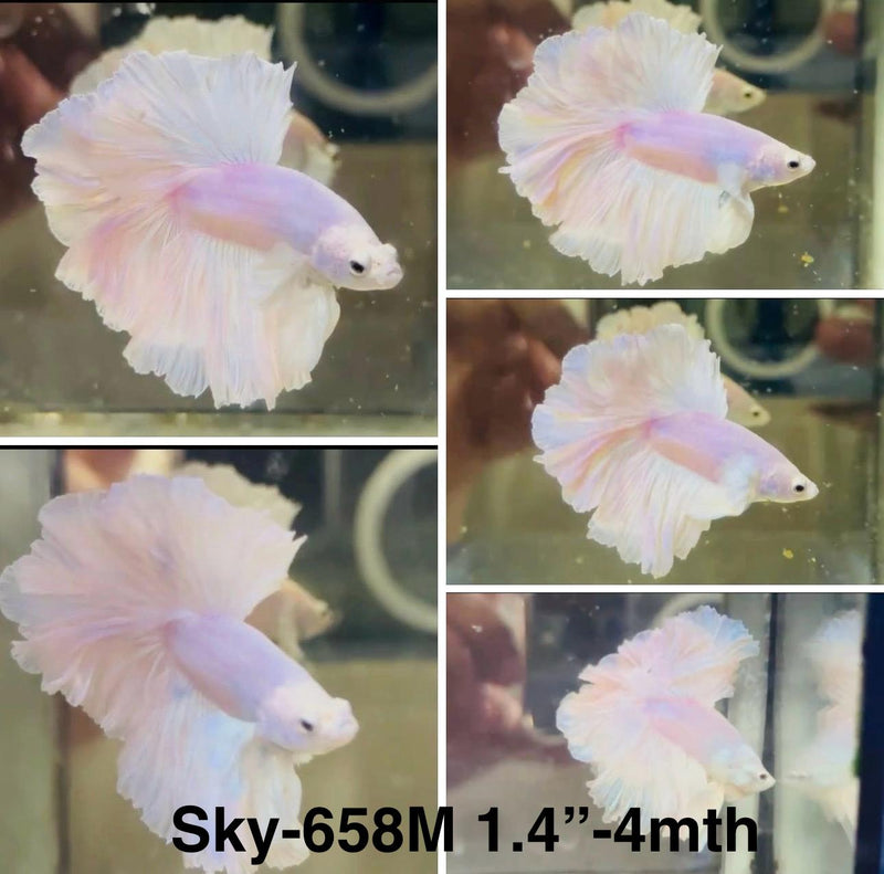 Live Male Betta Platinum white Light color Halfmoon Rosetail (Sky-658)S170 High quality what you see what you get!!