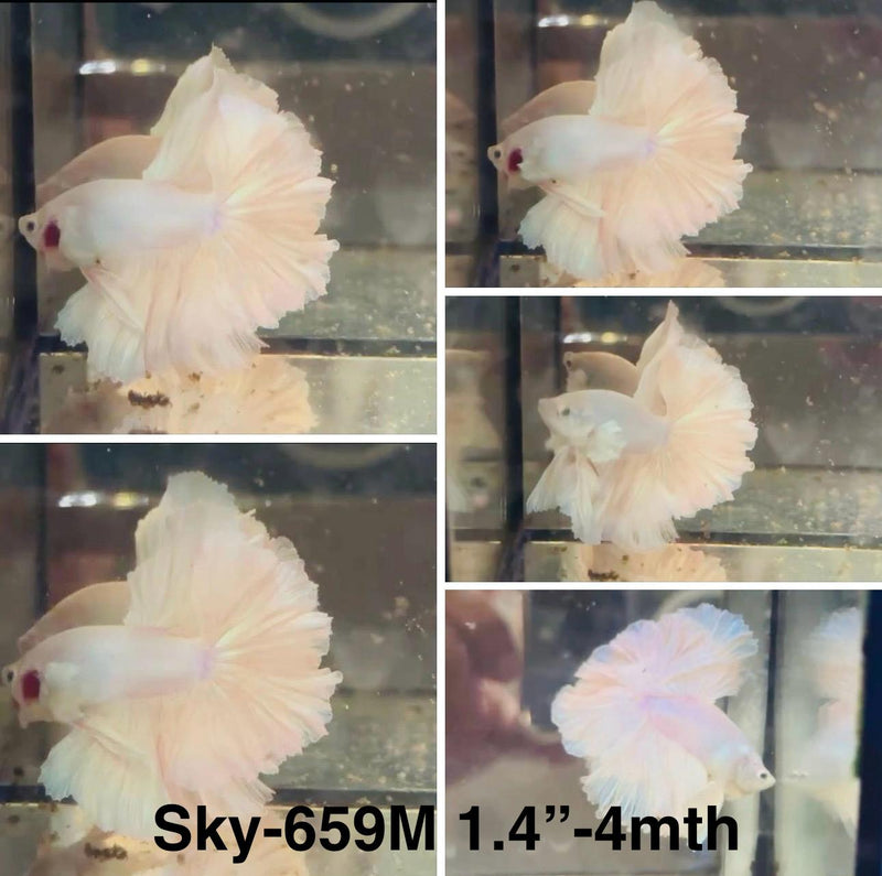 Live Male Betta Platinum white Light color Halfmoon Rosetail (Sky-659)S168 High quality what you see what you get!!