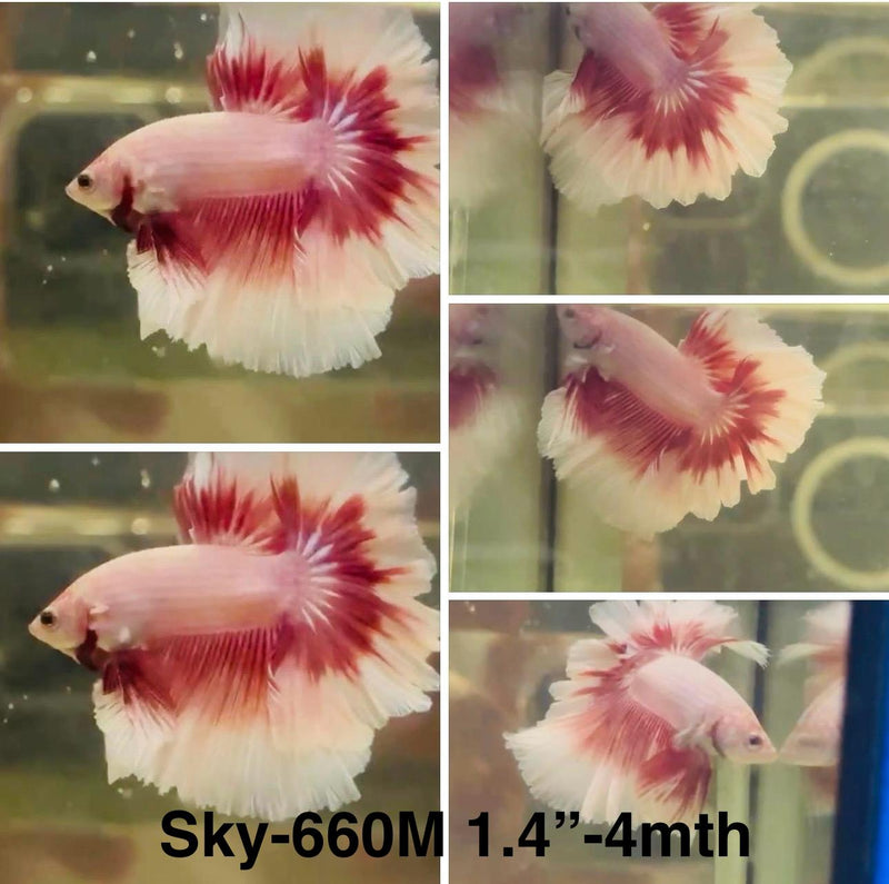 Live Male Betta Red Pink Salamander Halfmoon Rosetail (Sky-660)S167 High quality what you see what you get!!