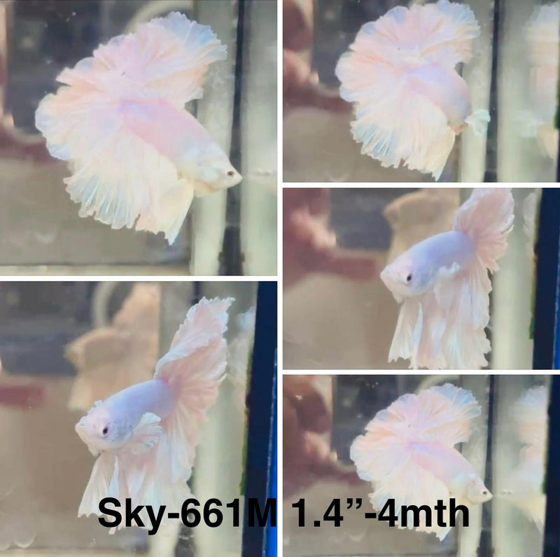 Live Male Betta Platinum white Light color Halfmoon Rosetail (Sky-661)S121 High quality what you see what you get!!