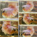 Live Male Betta Fancy Yellow Pastel colors Halfmoon Rosetail (Sky-662) High quality what you see what you get!!