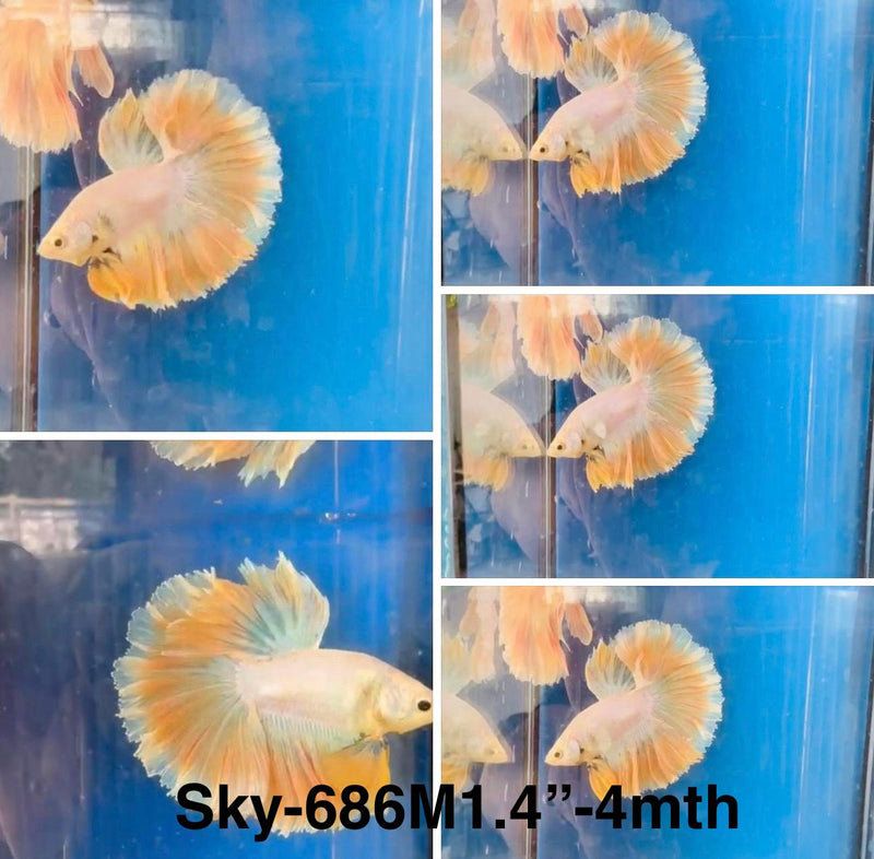 Live Male Betta Fancy Yellow Light colors Halfmoon (Sky-686)S103 High quality what you see what you get!!