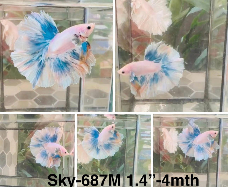 Live Male Betta Fancy Grizzle Over Halfmoon (Sky-687)S256 High quality what you see what you get!!