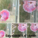 Live Male Betta Fancy Purple Pink Lavender Halfmoon Rosetail (Sky-688) High quality what you see what you get!!