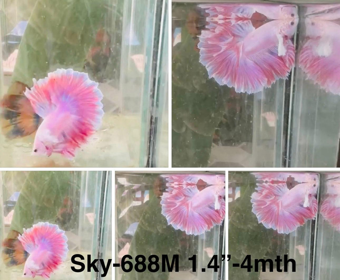 Live Male Betta Fancy Purple Pink Lavender Halfmoon Rosetail (Sky-688) High quality what you see what you get!!