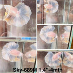 Live Male Betta Fancy Yellow Pastel colors Halfmoon (Sky-689) High quality what you see what you get!!