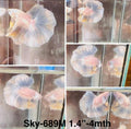 Live Male Betta Fancy Yellow Pastel colors Halfmoon (Sky-689) High quality what you see what you get!!