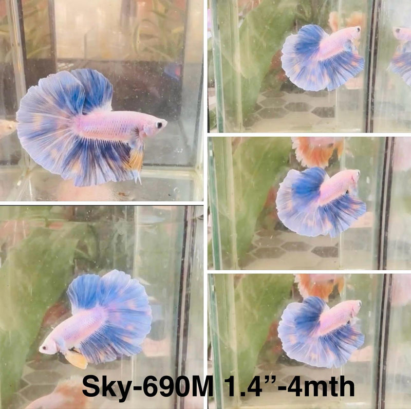 Live Male Betta Blue Yellow Grizzle Halfmoon (Sky-690)S255 High quality what you see what you get!!