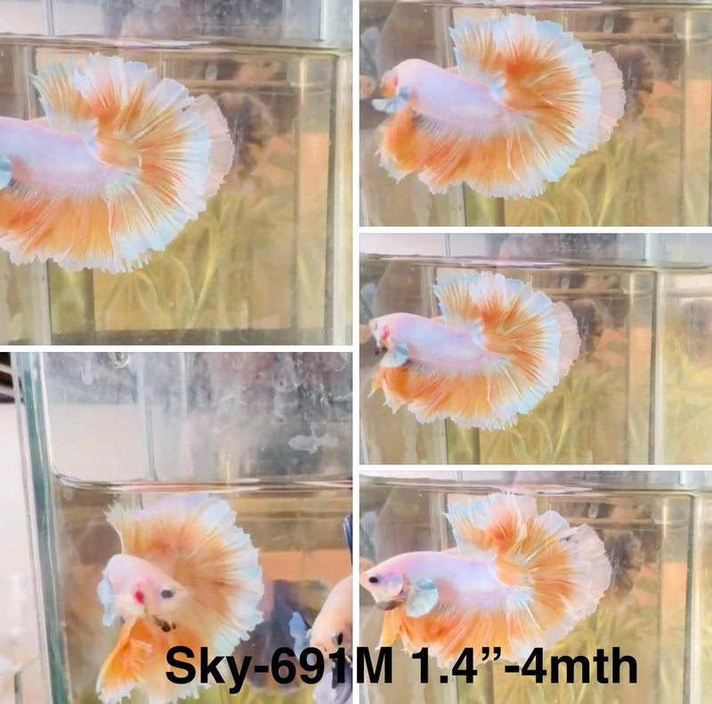 Live Male Betta Fancy Yellow Light colors Halfmoon Rosetail (Sky-691) High quality what you see what you get!!